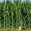Katze im frühen morgenlicht