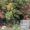 Der garten