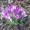 Krokusse Krokusse