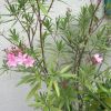 Oleander