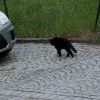 Kater mikesch
