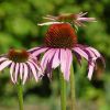 Echinacea