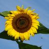 Sonnenblume Mit Biene Im Anflug