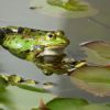 Froschspiegelung