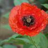 Mohn mit Bienen