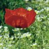 Mohn