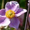 Anemone
