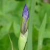Knospe von einer Iris