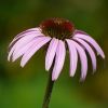 Echinacea