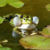 Frosch